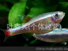 专业批发观赏鱼 供应观赏鱼金丝鱼