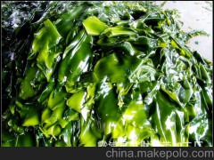 批发供应 新鲜水产品 藻类 海带 欢迎订购