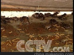 惠民县玉军昆虫养殖专业合作社专业供应干黄粉虫