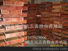 特种养殖 黄粉虫 免费加盟 蝎子 蚯蚓