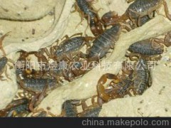 特种养殖动物 煜康王蝎