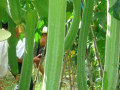 富硒农产品磷酸硒钾叶面肥瓜类蔬菜专用