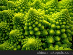 速冻冻煮宝塔花菜  有机蔬菜 大量批发