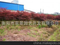 高质量供应 落叶乔木系列 精选上等红枫 品种优异 价格从优