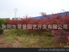 园林绿化工程苗木 衡阳市翠景园艺 落叶乔木系列 上等红枫