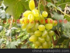 供应葡萄苗 金手指果树苗木