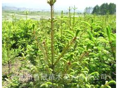 大量樟子松、油松、落叶松、红松苗 绿化苗木/花卉/落叶乔木