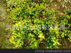常绿灌木或小乔木 金森女贞 小区工程绿化