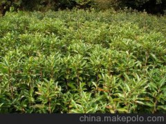 供应常绿性灌木法国冬青/珊瑚树 图