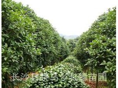 自产自销大量绿化球类园林苗木茶花树 欢迎广大客户前来购买