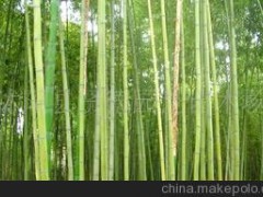 绿化苗木--竹类植物早园竹雷竹、四季竹、紫竹