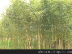 绿化苗木--竹类植物金镶玉竹、青皮竹、翠竹、早
