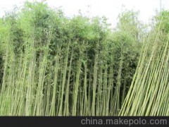 绿化苗木/竹类植物/小琴丝竹子