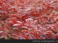 批发供应；竹类植物、红瑞木，美人梅、、红天竹 等规格齐全