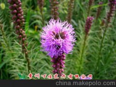园林绿化、地被、宿根植物蛇鞭菊、蛇莓