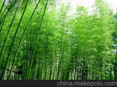 批发供应；竹类植物、绿化苗木，青竹
