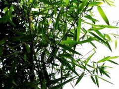 供应竹类植物—金竹