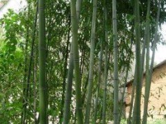 批发供应；竹类植物、绿化苗木，淡竹等花卉