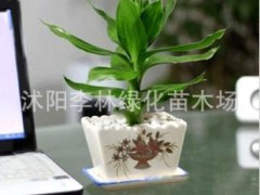 观赏竹类 观音竹 8元/株 水培水生水养办公室内盆栽植物 也可土培