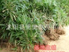大量批发竹类苗木/阔叶箬竹/地被竹子 大小规格品种齐全