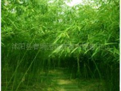 观赏竹类 刚竹