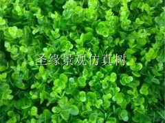 室外草坪植物_大型草坪盆栽