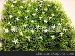 带花长款金鱼草草坪 人造草坪 仿真植物
