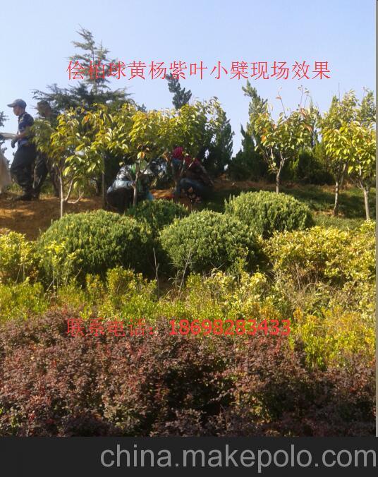 辽宁那卖耐寒灌木草坪苗木东北常绿观景苗木树草坪植物