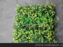 人造草坪 仿真植物草坪 义乌圣杰仿真植物60*60CM草皮 足球草坪
