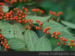 山油麻