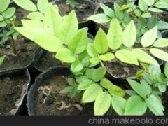 高价值经济作物--牛大力种苗