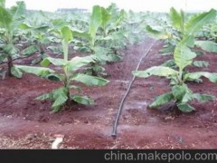 经济作物微喷带的使用及应用说明