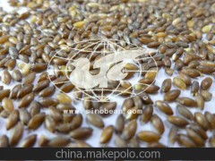 黑黄金米 黑金米 健康食品 稀有粮油作物 养生食品 养生产品