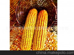 文进粮油 供应饲料玉米 饲料玉米价格 产地直销 养殖场专用