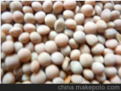 A 定西诚盛粮油贸易 供应精品推荐优质产品 白野豌豆