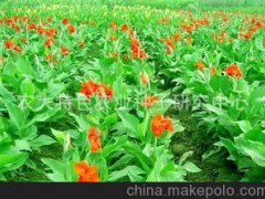 花卉种子 美人蕉种子 芭蕉 花叶美人蕉 葱兰 彩叶麦冬 野花种子