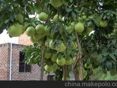 大量供应果树种子种苗柚子苗、蜜柚苗