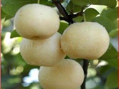 厂家供应 各种果树种子种苗 梨苗 图