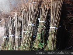 新采山桃果树种子桃核种毛桃苗种子包发芽毛桃种子