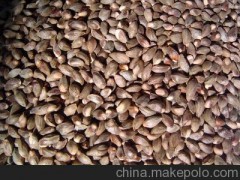 泰安中山苗木各种果树种子