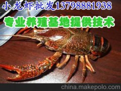 华蓥达州水产批发小龙虾种苗价格,雅江新龙淡水龙虾厂家