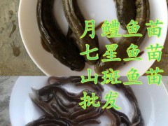 志诚水产 供应广州优质七星鱼鱼苗（花星鱼苗）七星鱼种苗