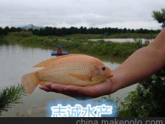 志诚水产 良种单性红罗非鱼种苗（彩虹鲷种苗）雄性红罗非鱼鱼