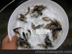 淡水白鲳（短盖巨脂鲤）淡水白鲳种苗