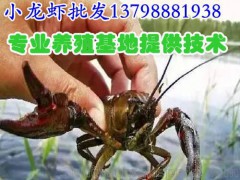 峨眉山广安水产批发小龙虾种苗价格,九龙甘孜淡水龙虾厂家