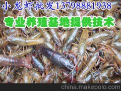 万源达水产批发小龙虾种苗价格,道孚白玉淡水龙虾厂家