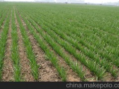 富生平韭三号袋装250g蔬菜种子高产营养绿色热销10kg包邮韭菜种子