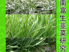河南富生太空露绿F1新品打折满10kg包邮绿色韭菜种子高产蔬菜种子