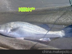 鸿顺水产 新一代良种加州鲈鱼种苗（鲈鱼苗）良种加州鲈鱼鱼苗