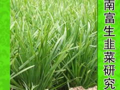 韭菜种子富韭10号F1袋装250g高产营养韭菜种子绿色蔬菜种子